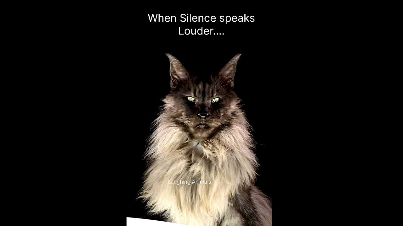 If Stares Could KiLLš¤£š
Gangster cats