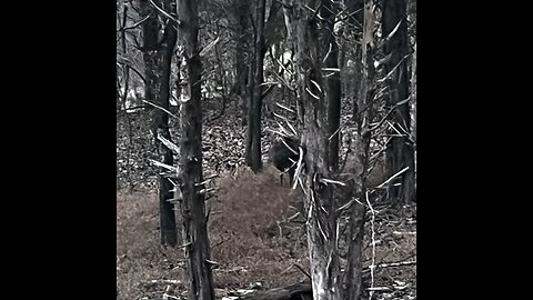 Deer and rain this morning