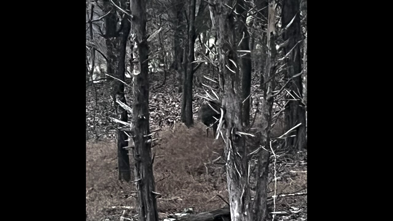 Deer and rain this morning