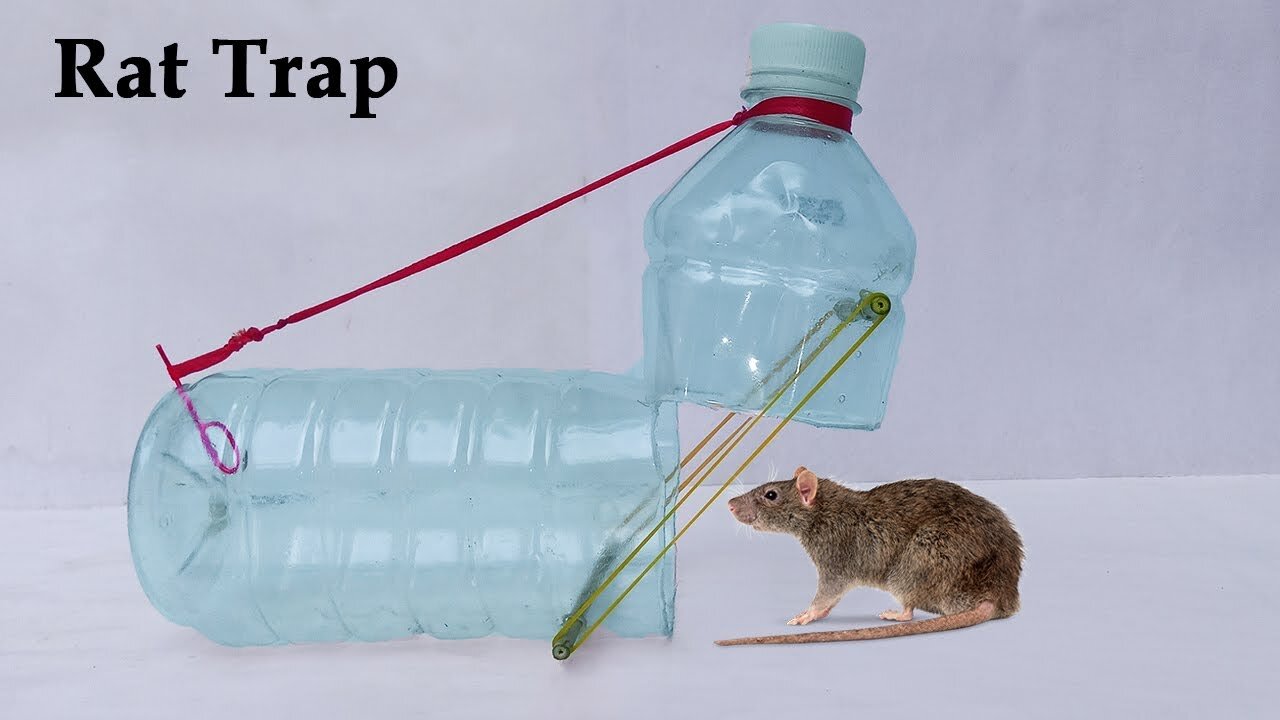 Make Easy Mouse/Rat Trap | How To Make Water Bottle Mouse/Rat Trap At Home PSN Experiment 2025