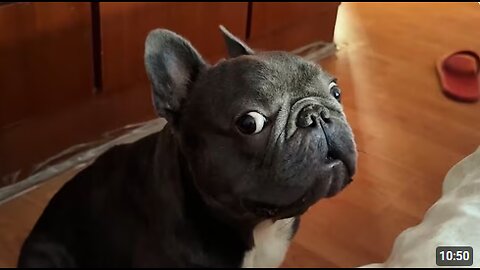 French Bulldogs Can't Stop Being Dramatic 🤣 Funny Dog Videos 2025