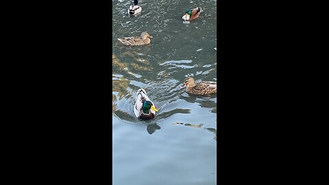 Mallard Ducks 🦆 #mallardducks #followme #shorts #viral #trending #ducks #duck #swimming