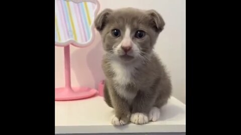 Cats Seeing Snow For The First Time