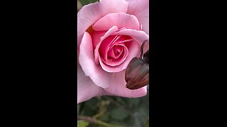 Pink rose in autumn