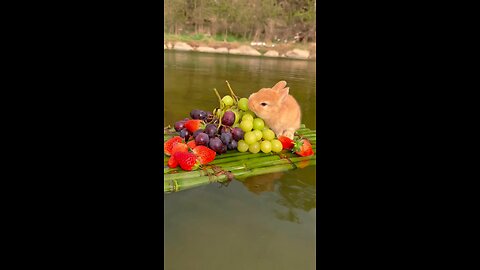 🐇🐰 Bunny tests grabes ..