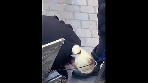 Liberal women kiss Black men's feet.