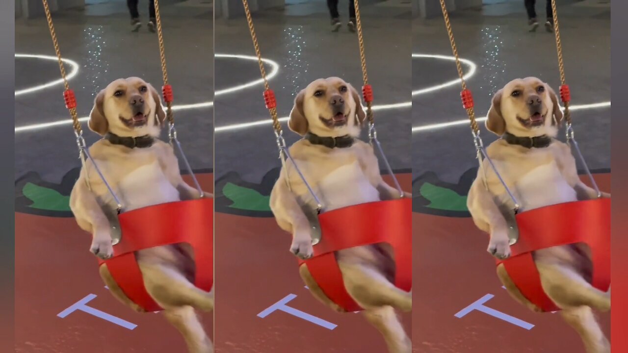 A happy life for dogs.