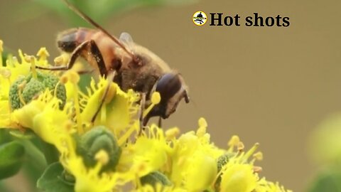 A day in a bee colony