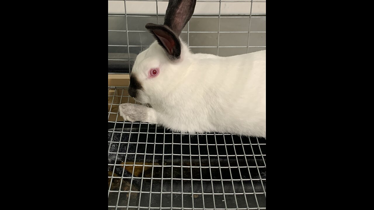 Rabbit update 🐇