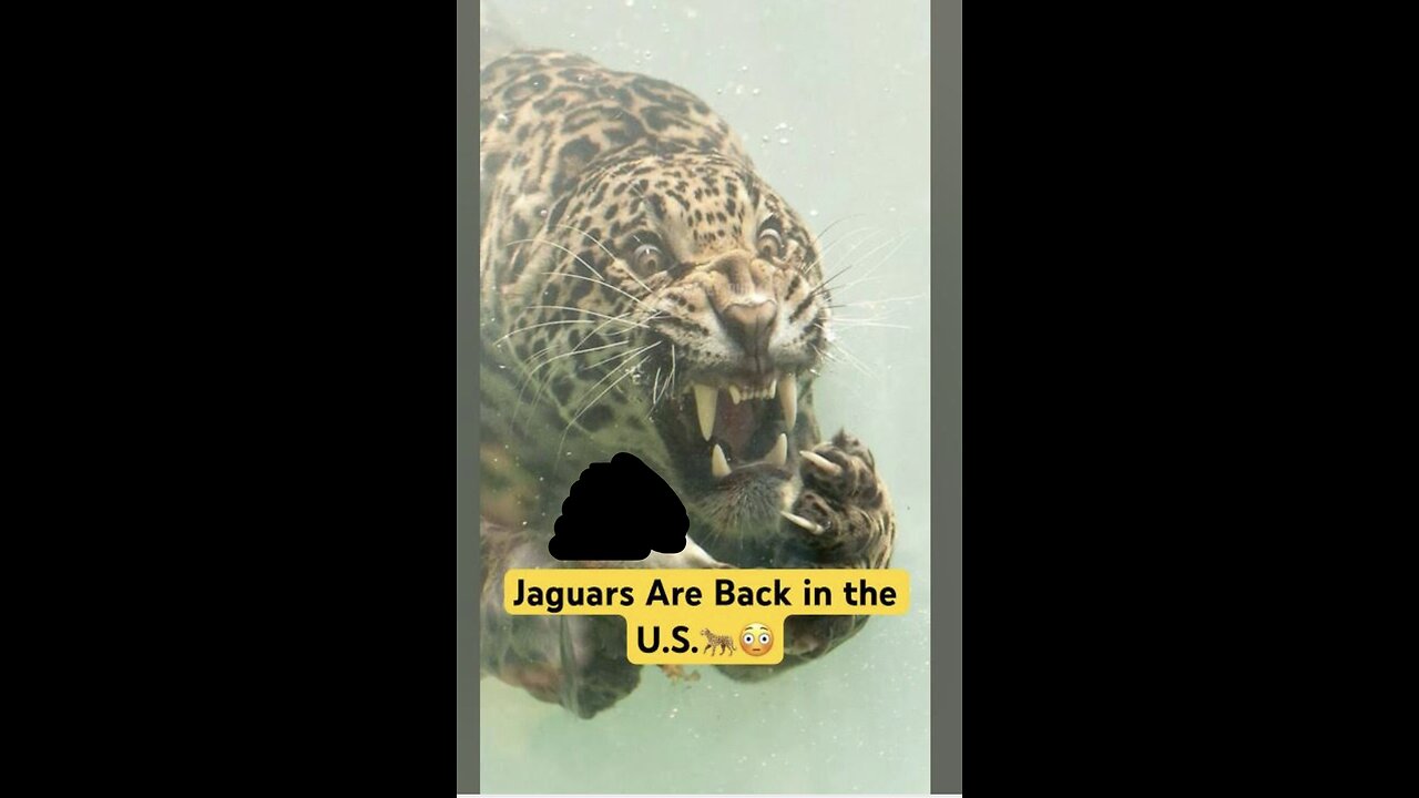 If Jaguar 🐆 Are In The USA 🇺🇸, This Is Scary For Real, My Brothers And Sisters. #jaguar #jaguars
