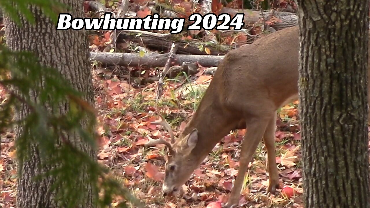 Bowhunting 2024, there is no kill shot in this video.