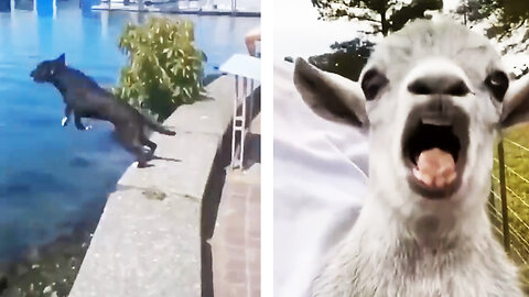 Funny animals video
