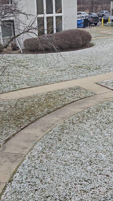 Birds Making a Racket Outside my Home