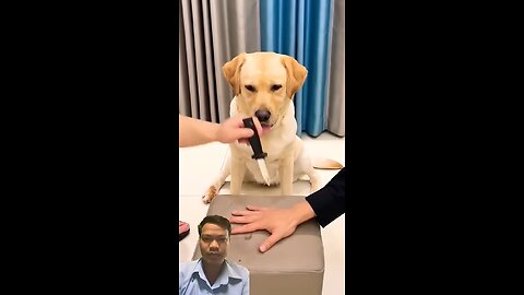 #dog #labrador #puppy #pets #funny #animals #babymonkey #cute #fruit #mongkey