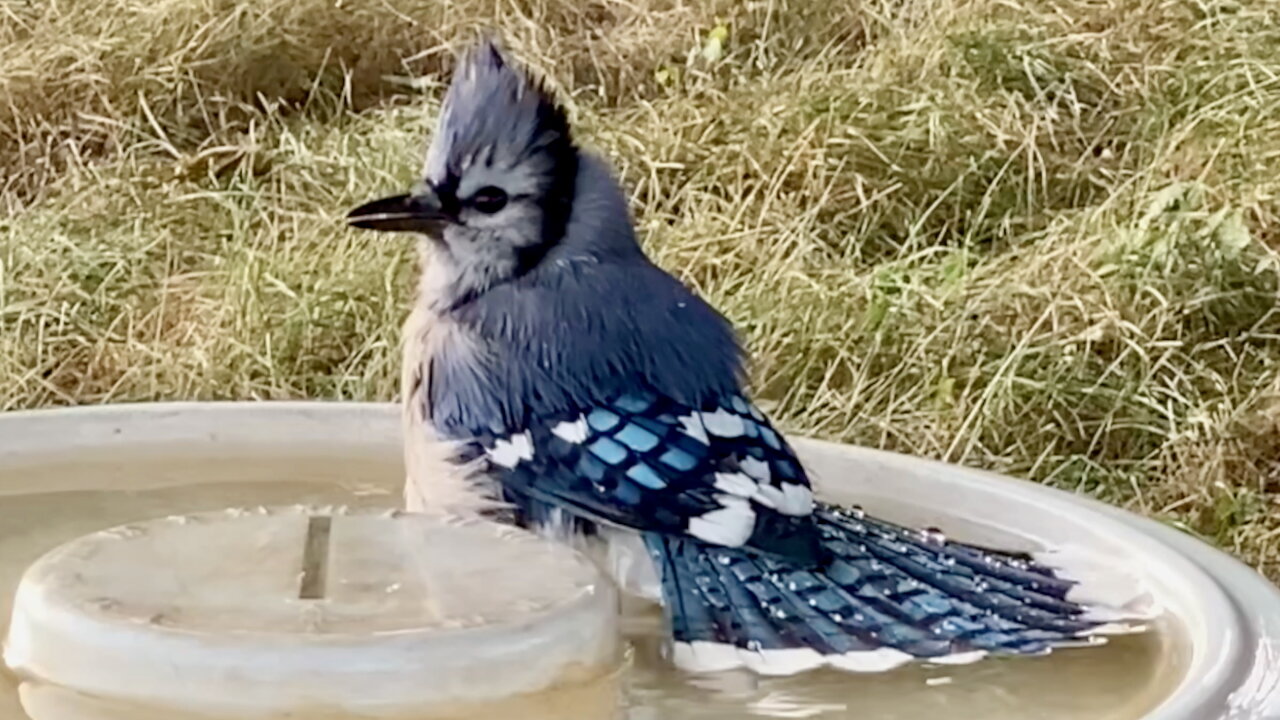 Blue Jay Drinks Water & Takes a Bath