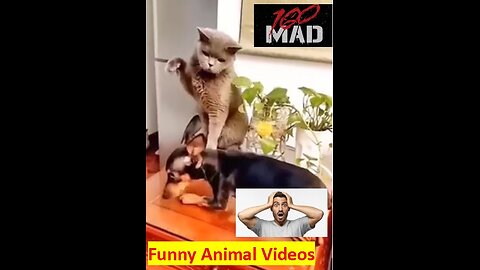 Funny animals