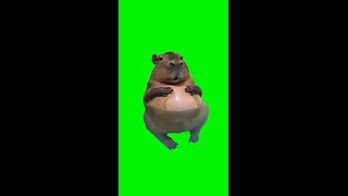 Fat Capybara | Green Screen