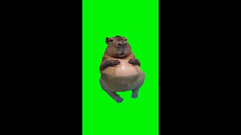 Fat Capybara | Green Screen