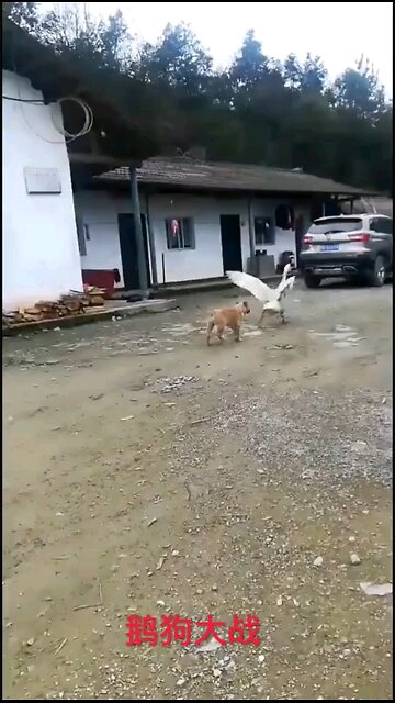 The funniest animal videos of 2025