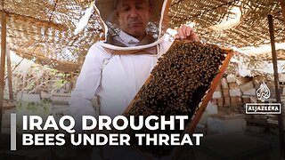 Extreme heat and drought threaten Iraq’s bees and honey production