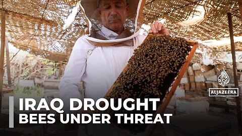 Extreme heat and drought threaten Iraq’s bees and honey production