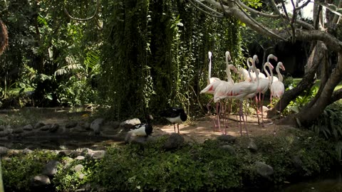 Group of flamingos on the shore of a lake