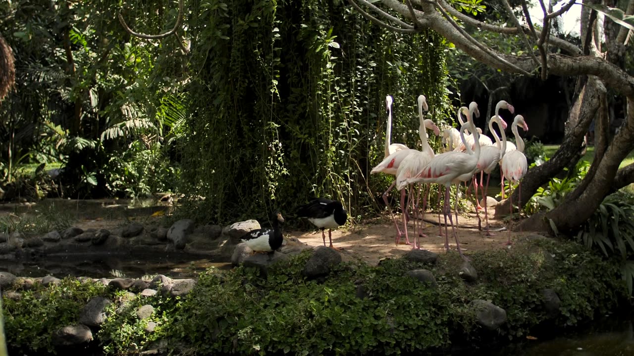 Group of flamingos on the shore of a lake