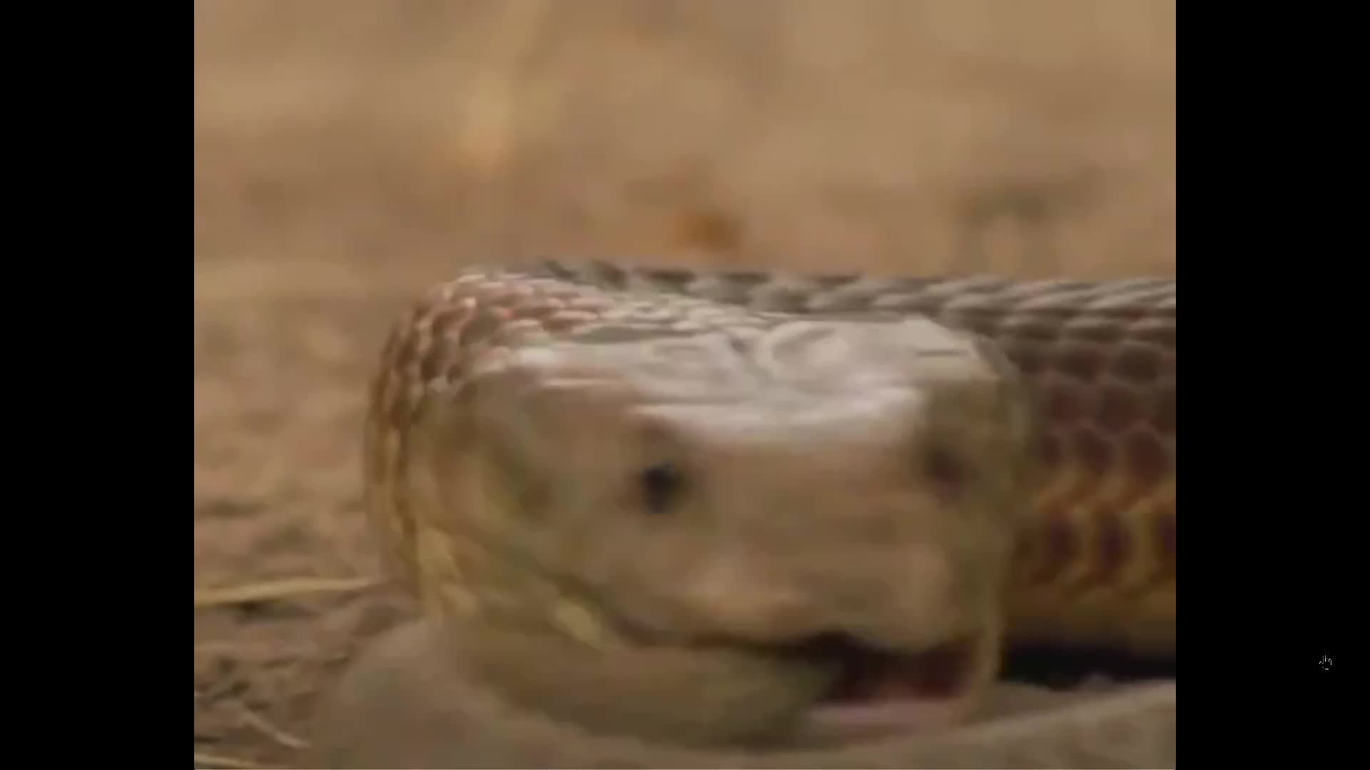 If you ever see ‘king’ in the name it usually means it eats other snakes!