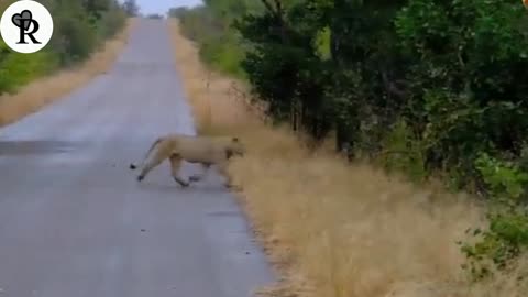 Lions Find Lost Baby Elephant