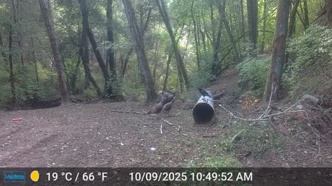 Turkey Flock versus "the Raven" Part 1