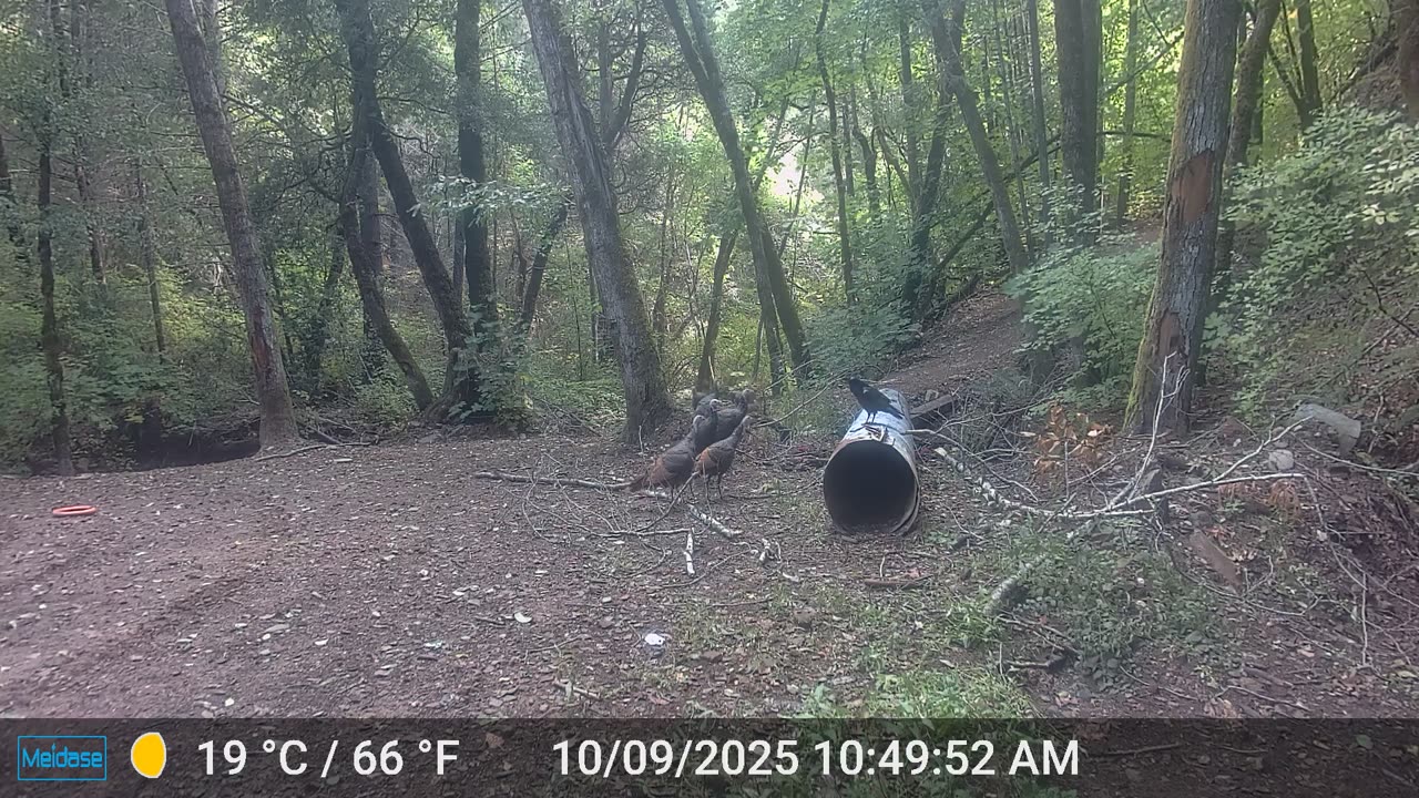 Turkey Flock versus "the Raven" Part 1