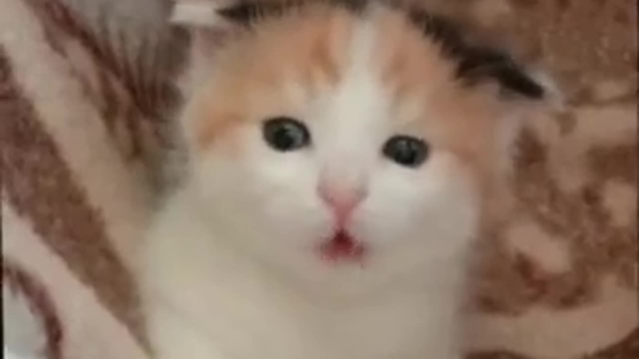 my #cat sings