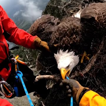 Storm Rescue Eagle in the Wind