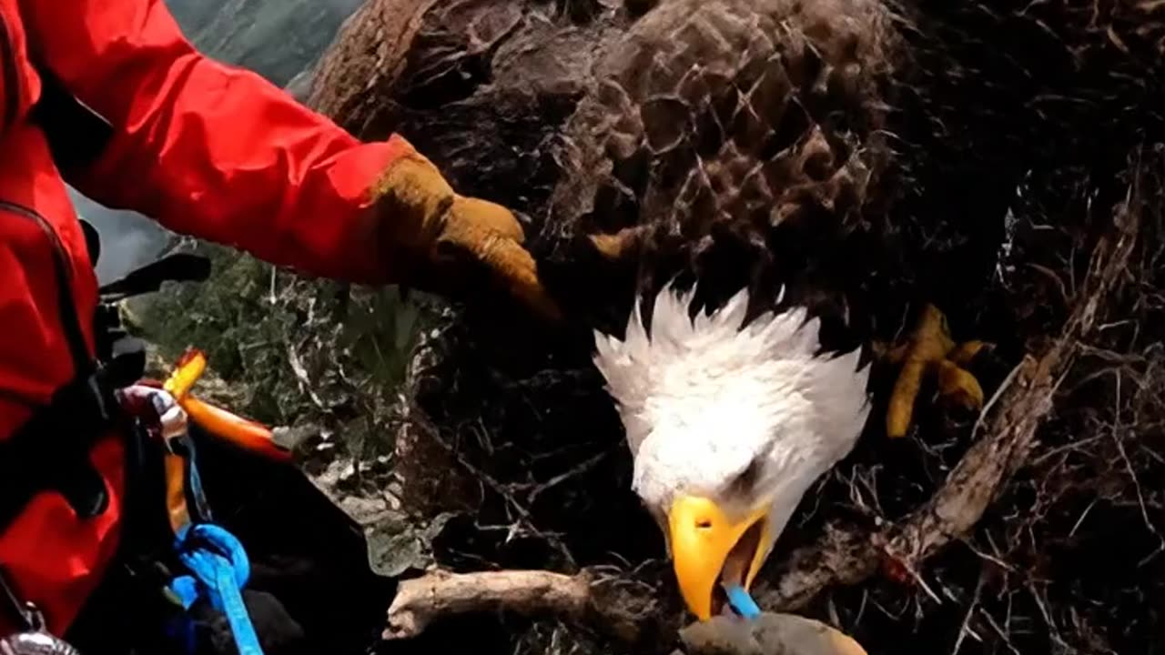 Storm Rescue Eagle in the Wind