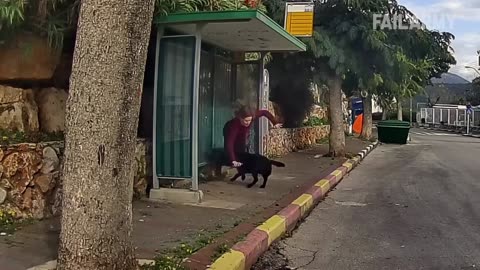 OLD DOG NEW FAILS | Dogs Failing Compilation