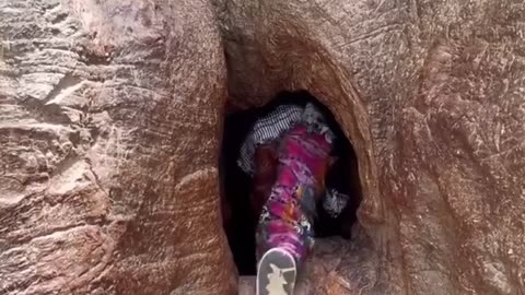 🌳🏰 Samba Dia: One of the Largest Baobab Trees in Senegal! | FeedMyCuriosity