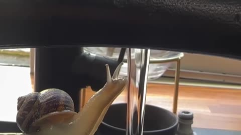 Tiny Snail Takes a Refreshing Dip 🐌💦