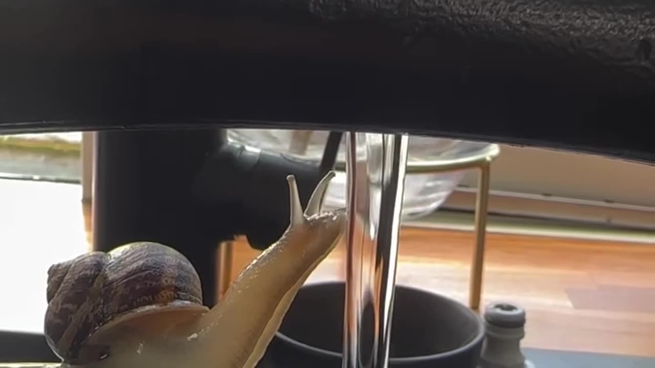 Tiny Snail Takes a Refreshing Dip 🐌💦