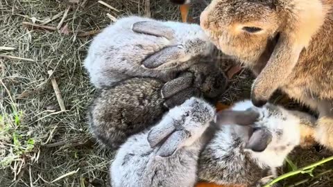 liten brun kaninunge full av charm