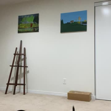 Belgian malinois puppy 9wks old