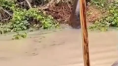😮🌀 Witness the Surprising Encounter with a Giant Anaconda in Brazil! | FeedMyCuriosity