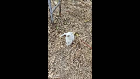 Funny videos of cute kittens and puppies fighting and playing.