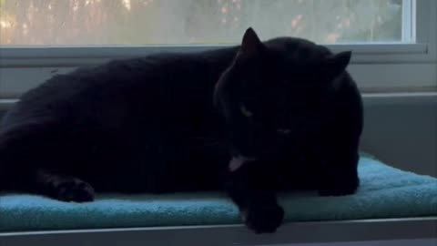 Cute Precious Piper Works Out in Her Spa - My Adopted Shelter Cat Vlog. #shorts