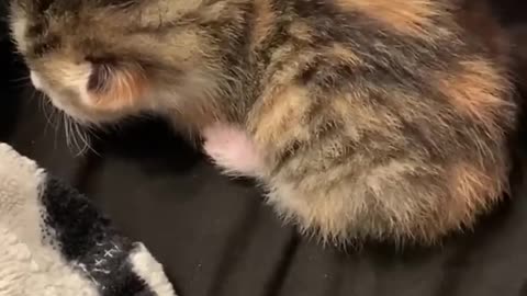 😂 Funny Dogs And Funny Cats Videos 