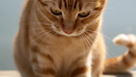 Clever Cat Tricks Fish Into Its Paws – Heartwarming Animal Moment!