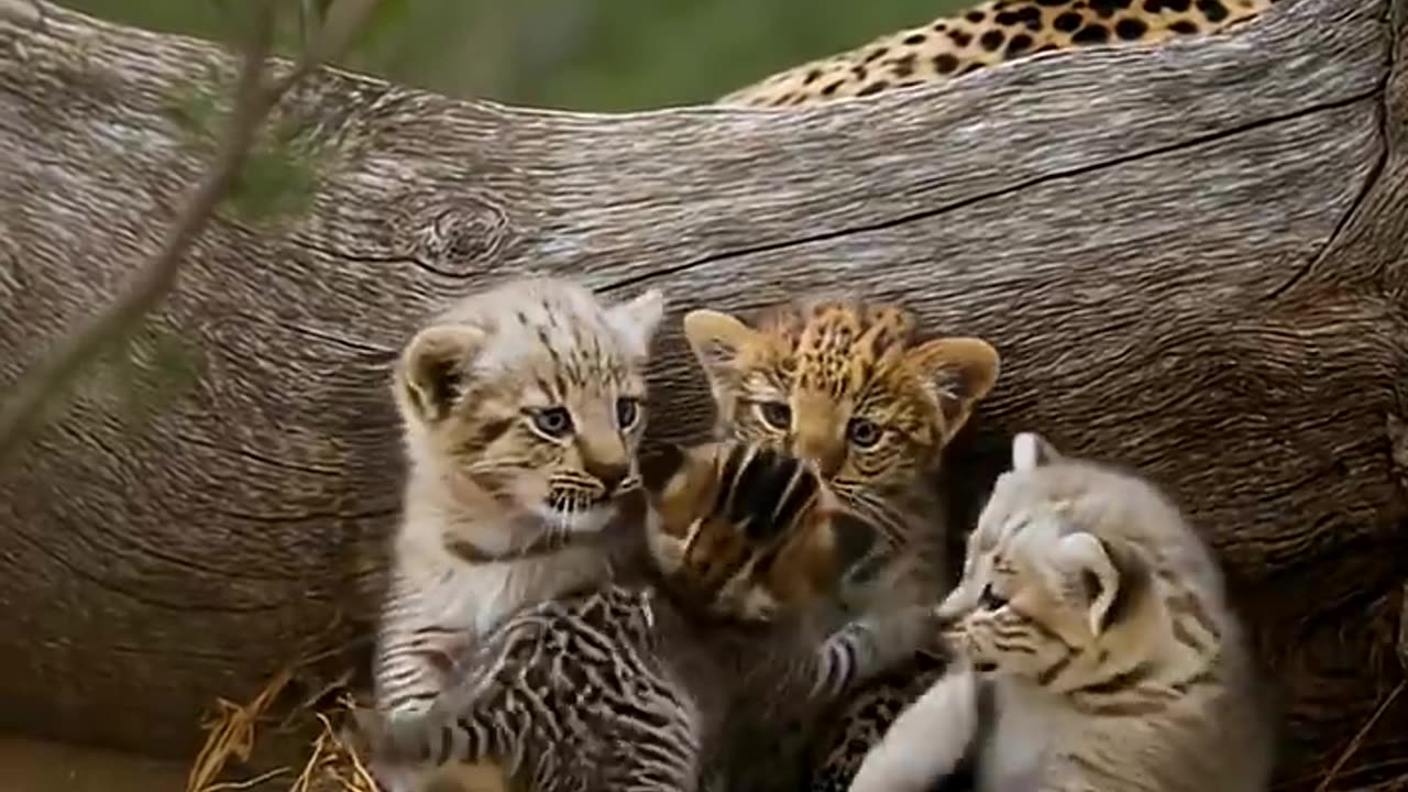 Wild Kittens Raised as Siblings in a Leopard Family