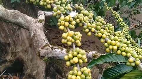 Maximizing Coffee Yield: Essential Tips for a Bountiful Harvest