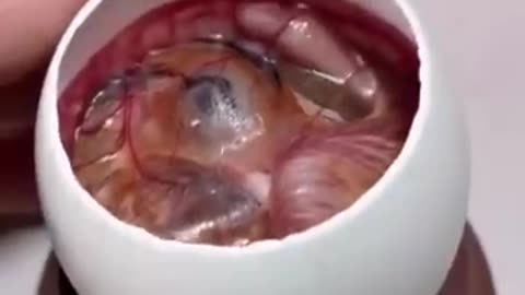 How A Chick is Born From an Egg 🐣 - Interesting Video - 😱