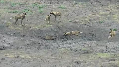 animals