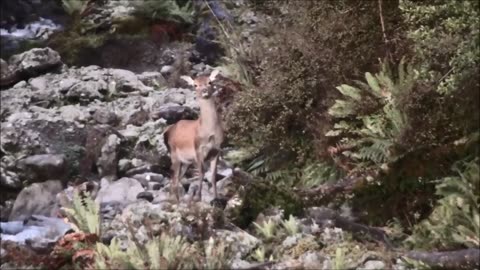 Amazing shot with the bow